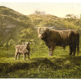 Father_and_son_highland_cattle_LOC_16615444570